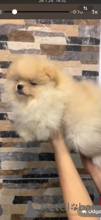 Photo №2 to announcement № 133798 for the sale of pomeranian - buy in Serbia 