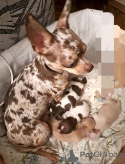 Additional photos: Chihuahua puppies