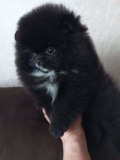 Photo №1. german spitz - for sale in the city of St. Petersburg | 339$ | Announcement № 6195