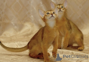 Photo №1. abyssinian cat - for sale in the city of Prague | negotiated | Announcement № 89451