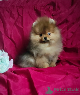 Additional photos: Pomeranian Spitz, puppies. Charming Mini boy.