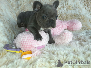 Photo №1. french bulldog - for sale in the city of Berlin | Is free | Announcement № 115822