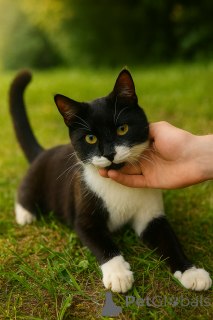 Photo №3. Looking for a house amazing Friday Jentlme! Moskva and MO.. Russian Federation