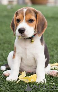 Photo №1. beagle - for sale in the city of Texas City | 100$ | Announcement № 100456
