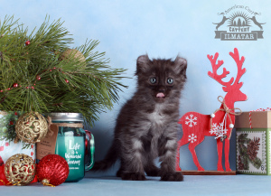 Photo №1. american curl - for sale in the city of Москва | 317$ | Announcement № 5127