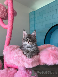 Photo №2 to announcement № 168179 for the sale of maine coon - buy in Germany breeder