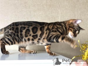 Photo №1. bengal cat - for sale in the city of Riga | negotiated | Announcement № 26260