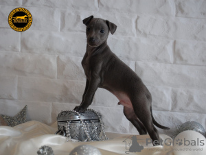 Photo №4. I will sell italian greyhound in the city of Solec Kujawski. breeder - price - 2113$