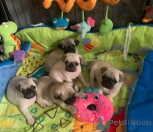 Photo №2 to announcement № 139617 for the sale of pug - buy in Slovakia private announcement