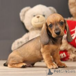 Photo №2 to announcement № 172238 for the sale of dachshund - buy in Germany private announcement