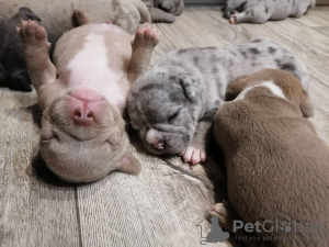 Additional photos: American Bully puppies.