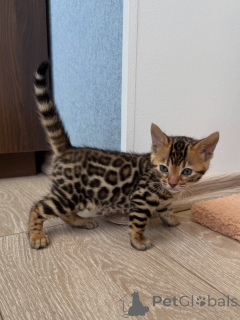 Photo №1. bengal cat - for sale in the city of Norrköping | negotiated | Announcement № 171198
