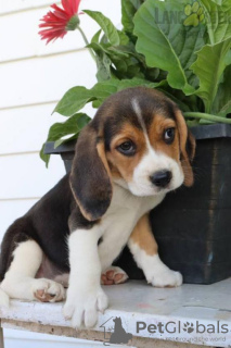 Photo №3. Vet checked beagle puppies. Portugal