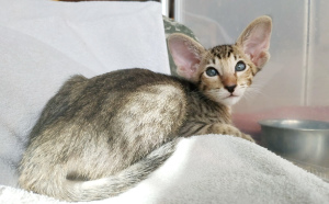 Photo №1. oriental shorthair - for sale in the city of Москва | 466$ | Announcement № 2440