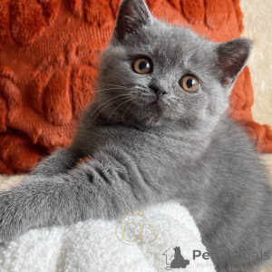 Photo №3. Bella, The Elegant Little Princess. Germany