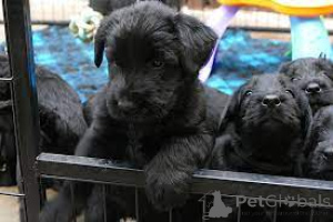 Photo №1. giant schnauzer - for sale in the city of Berlin | 723$ | Announcement № 157205