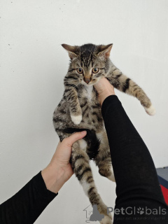 Photo №4. I will sell  in the city of Moscow river. private announcement - price - Is free