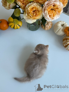 Photo №3. Purebred Golden Cream British Shorthair Kitten Classic Teddy-Bear Looks. Switzerland