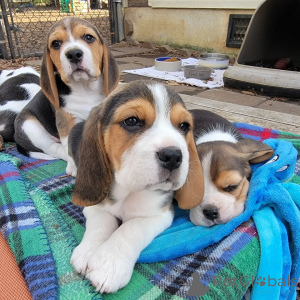 Photo №2 to announcement № 166492 for the sale of beagle - buy in Germany private announcement