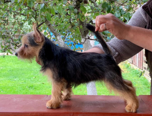 Additional photos: Norwich Terrier. Puppies