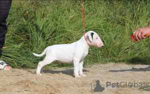 Photo №1. bull terrier - for sale in the city of Kiev | 195$ | Announcement № 7904