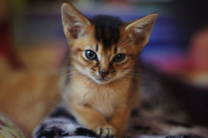 Photo №1. abyssinian cat - for sale in the city of Москва | 311$ | Announcement № 2176