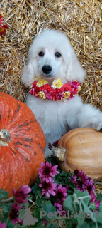 Additional photos: Royal Poodle puppies for sale