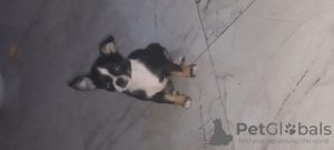 Photo №1. chihuahua - for sale in the city of Hurghada | 250$ | Announcement № 127619