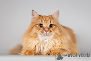 Photo №4. I will sell  in the city of Khimki. from the shelter - price - Is free