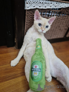 Photo №3. Unsere wunderschönen Devon-Rex-Kätzchen suchen ein liebevolles und. Germany