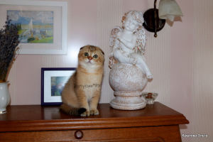 Photo №1. scottish fold - for sale in the city of St. Petersburg | Negotiated | Announcement № 3230