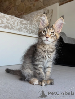 Photo №1. maine coon - for sale in the city of Stockholm | negotiated | Announcement № 171095