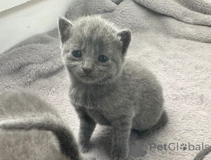 Photo №1. russian blue - for sale in the city of Essenbach | 465$ | Announcement № 166300