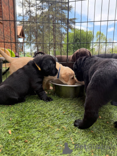 Photo №4. I will sell labrador retriever in the city of Berlin. breeder - price - negotiated