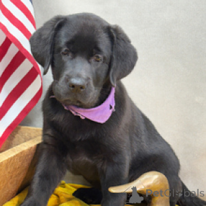 Photo №4. I will sell labrador retriever in the city of Munich. breeder - price - negotiated