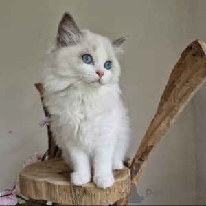 Photo №1. ragdoll - for sale in the city of Амстердам | 1$ | Announcement № 75765