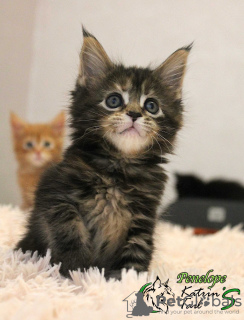 Photo №2 to announcement № 8294 for the sale of maine coon - buy in Russian Federation private announcement, from nursery, breeder