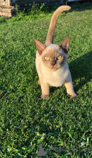 Photo №1. burmese cat - for sale in the city of Füssen | 361$ | Announcement № 154160