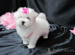 Photo №1.  - for sale in the city of Vienna | Is free | Announcement № 143875