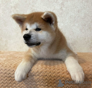 Photo №1. akita - for sale in the city of Москва | 1215$ | Announcement № 13109