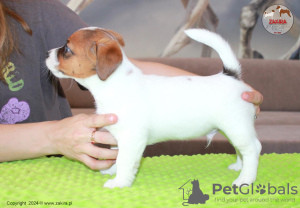 Photo №3. Jack Russell Terrier, dog, Zakira FCI. Poland