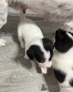 Photo №1. jack russell terrier - for sale in the city of Bern | 413$ | Announcement № 172264