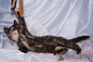 Photo №3. Kittens Tiffany and Bella in good hands. Russian Federation