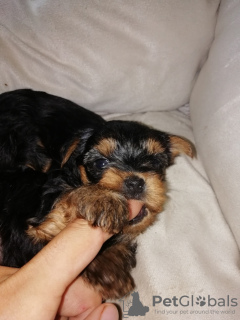 Photo №3. Baby-face Yorkie puppies are completely ready to go.. Latvia