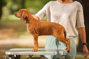 Additional photos: Rhodesian Ridgeback puppies