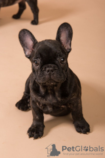 Photo №1. french bulldog - for sale in the city of Munich | 423$ | Announcement № 124651