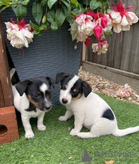 Photo №1. jack russell terrier - for sale in the city of Манчестер | 414$ | Announcement № 13483