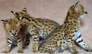 Photo №1. savannah cat - for sale in the city of Баку | 687$ | Announcement № 117440