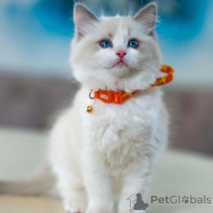 Photo №1. ragdoll - for sale in the city of Bamberg | negotiated | Announcement № 160272