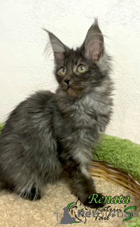 Photo №3. Maine Coon girl Ready to move in. Russian Federation